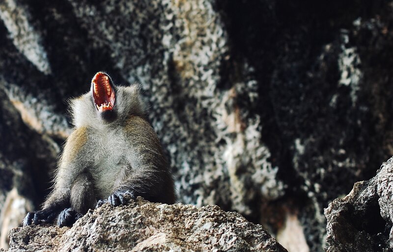 Monkey yawning on a rock