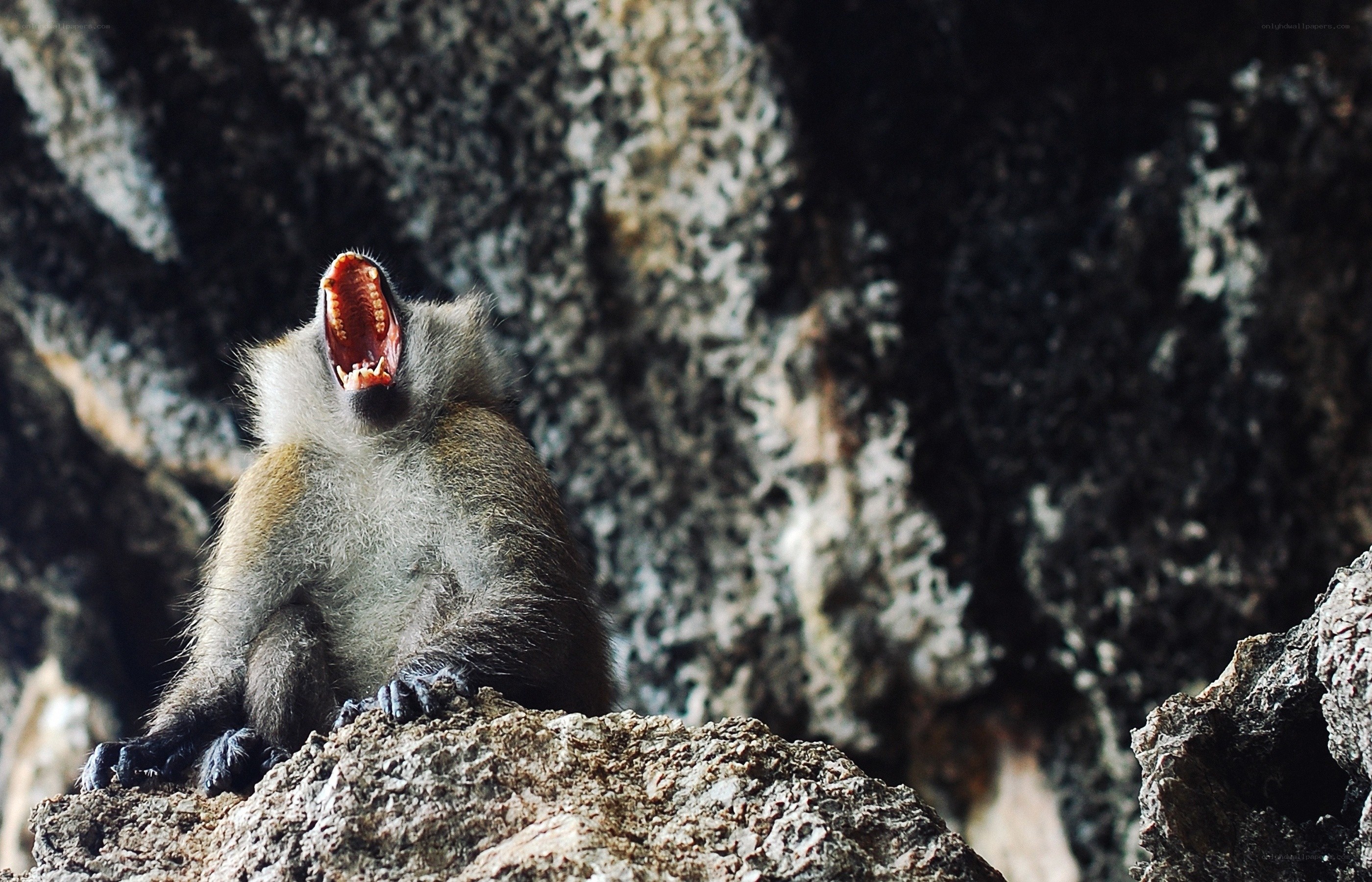 Monkey yawning on a rock