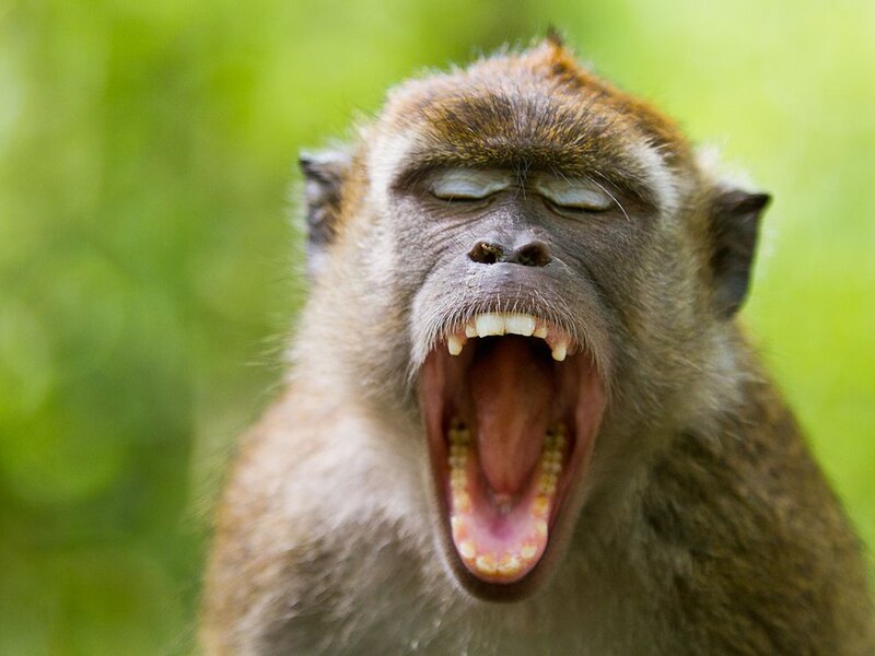 Monkey Yawning