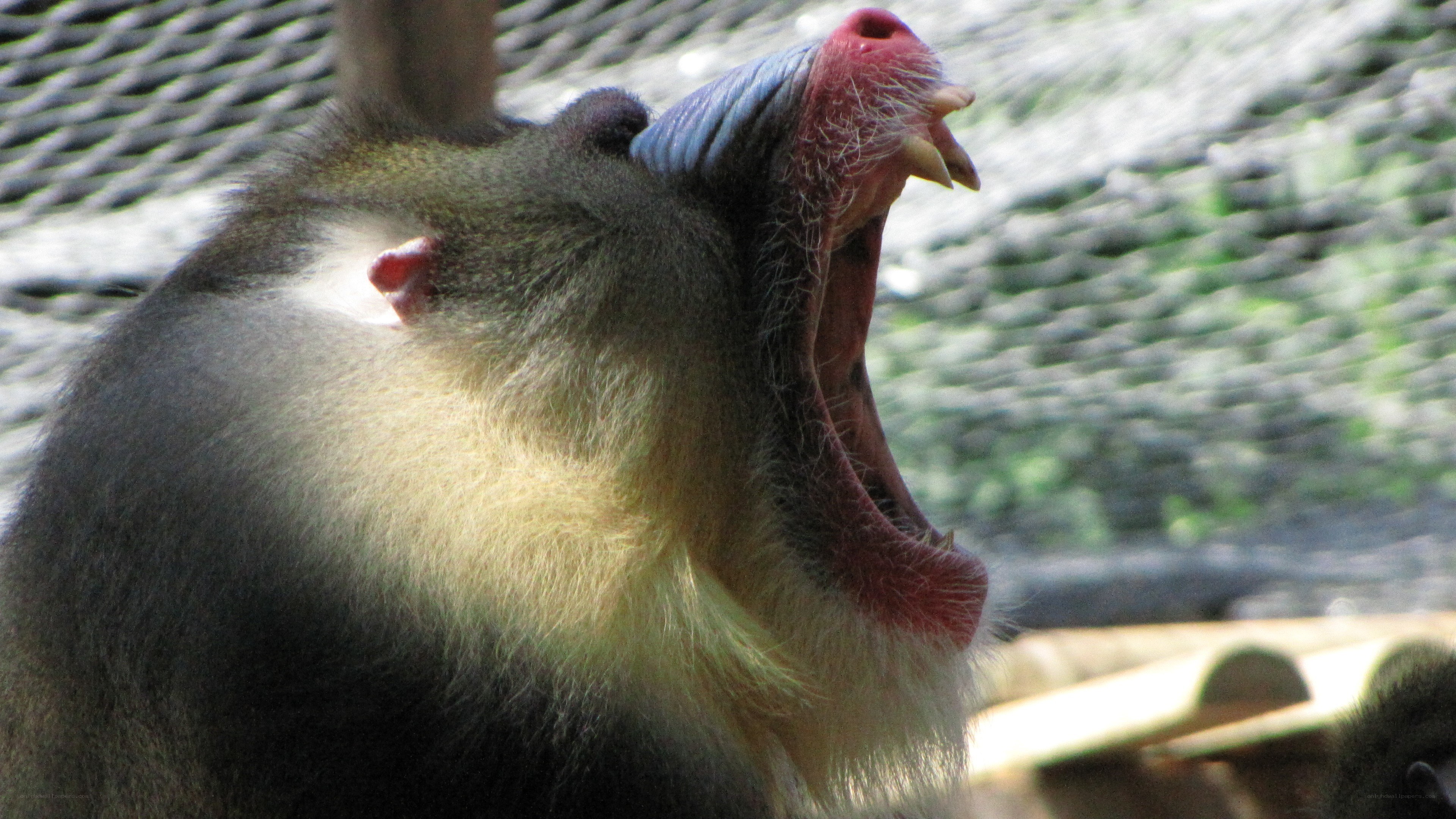 monkey yawning widely