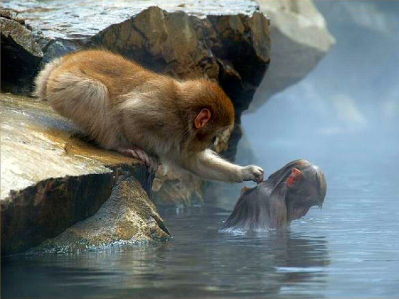 Monkeys at a hot spring
