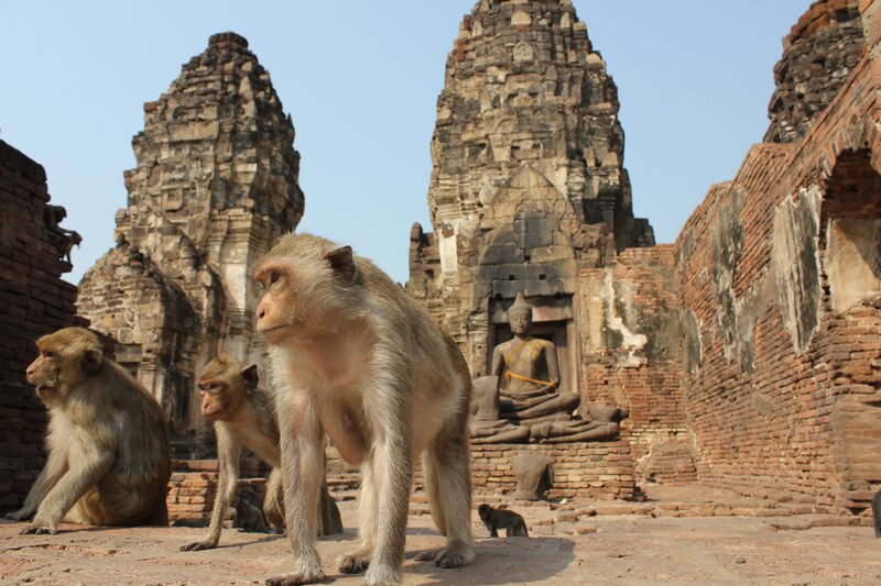 Monkeys at ancient temple ruins