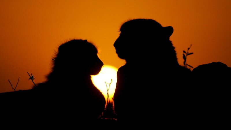 Monkeys at sunset