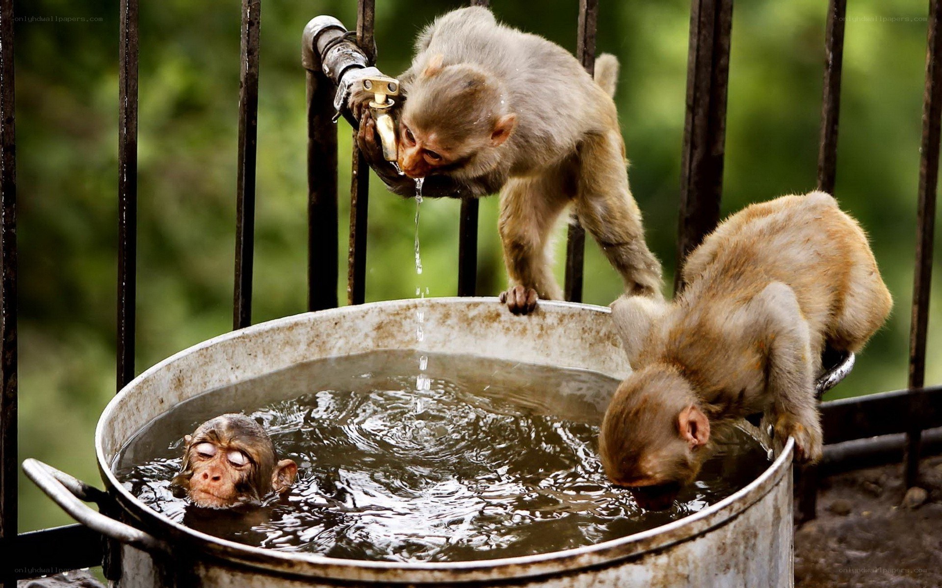 Monkeys drinking from a bucket