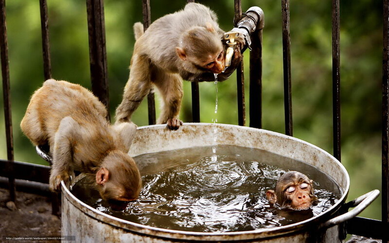 Monkeys drinking from a faucet