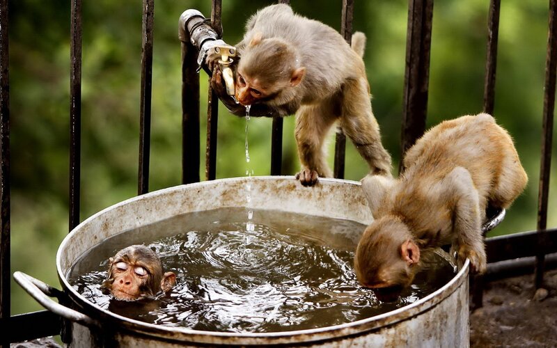 Monkeys Drinking Water — Brown, Natural, Afternoon