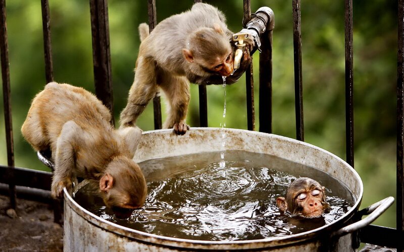 Monkeys Drinking Water — Brown, Natural