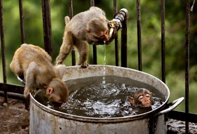 Monkeys Drinking Water — Brown