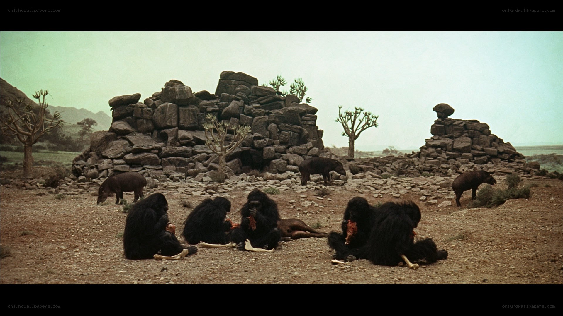 Monkeys eating meat in desert