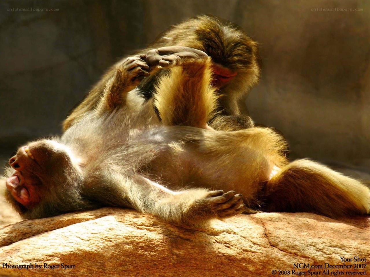 monkeys grooming each other
