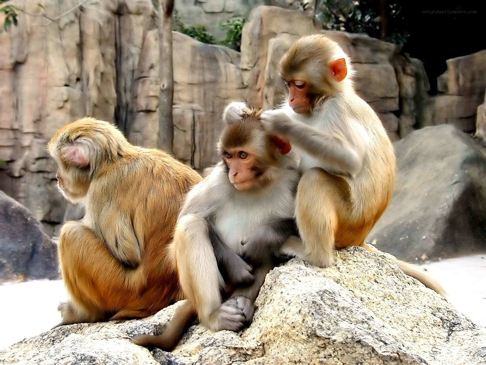 Monkeys grooming each other