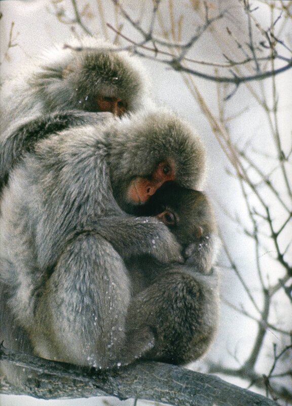 Monkeys huddled in snow