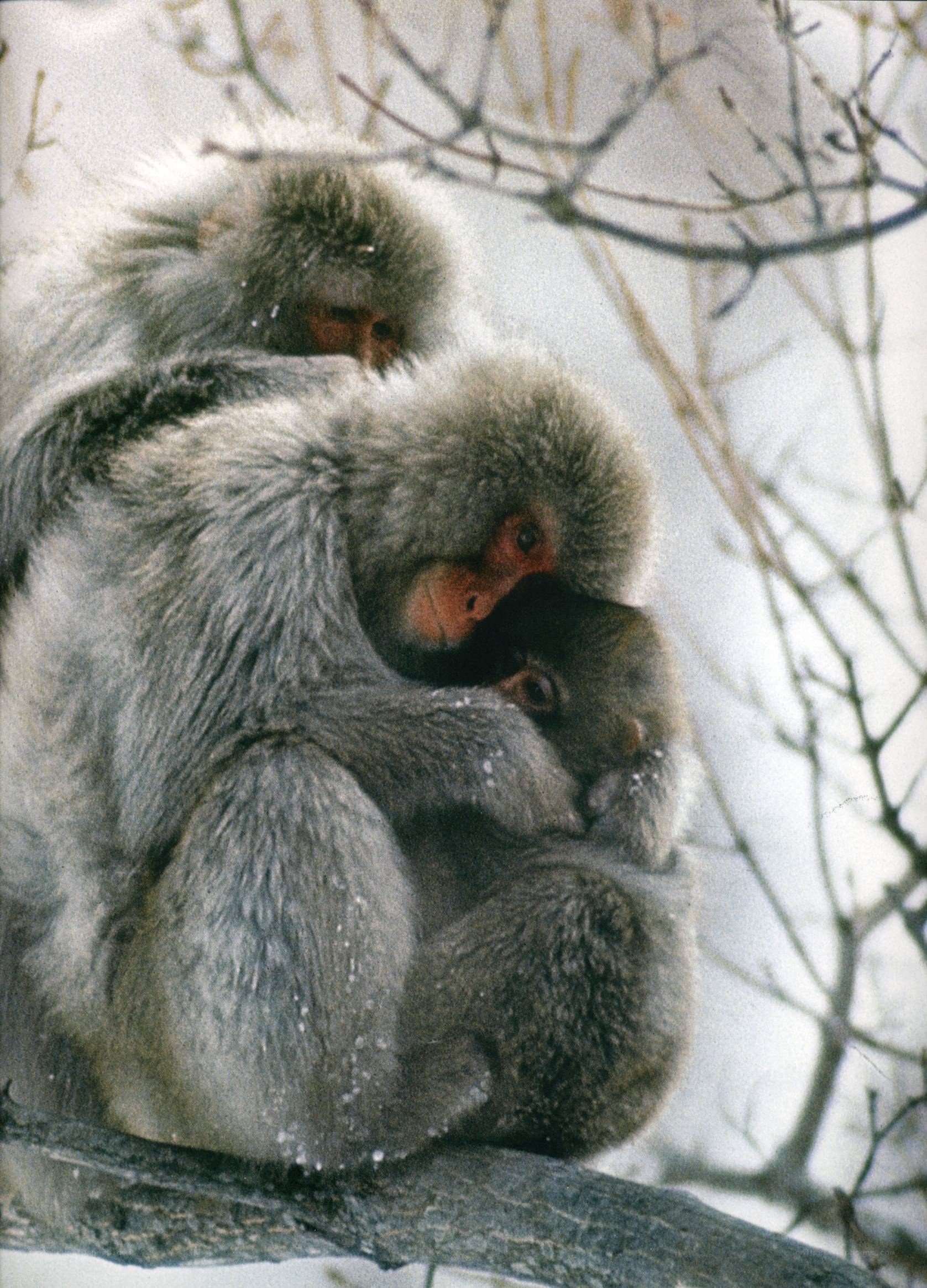 Monkeys huddled in snow
