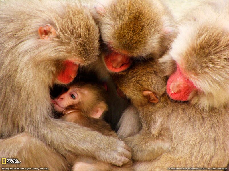 Monkeys huddling for warmth