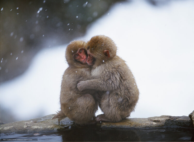 Monkeys hugging in snow