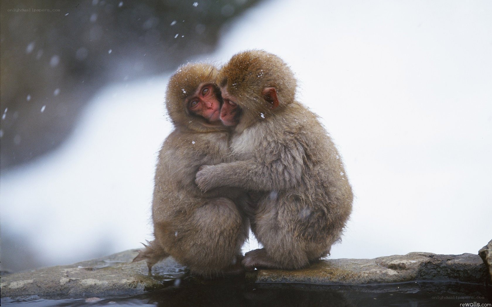 Monkeys hugging in snow