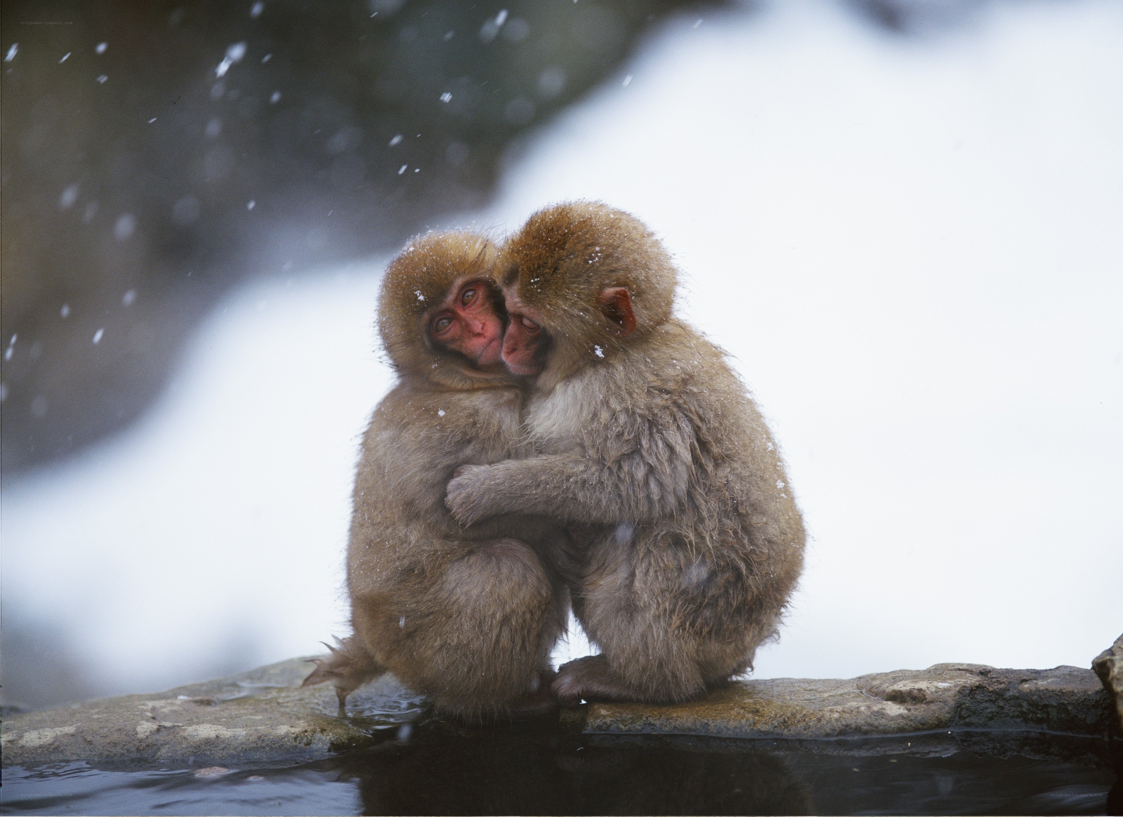 Monkeys hugging in snow
