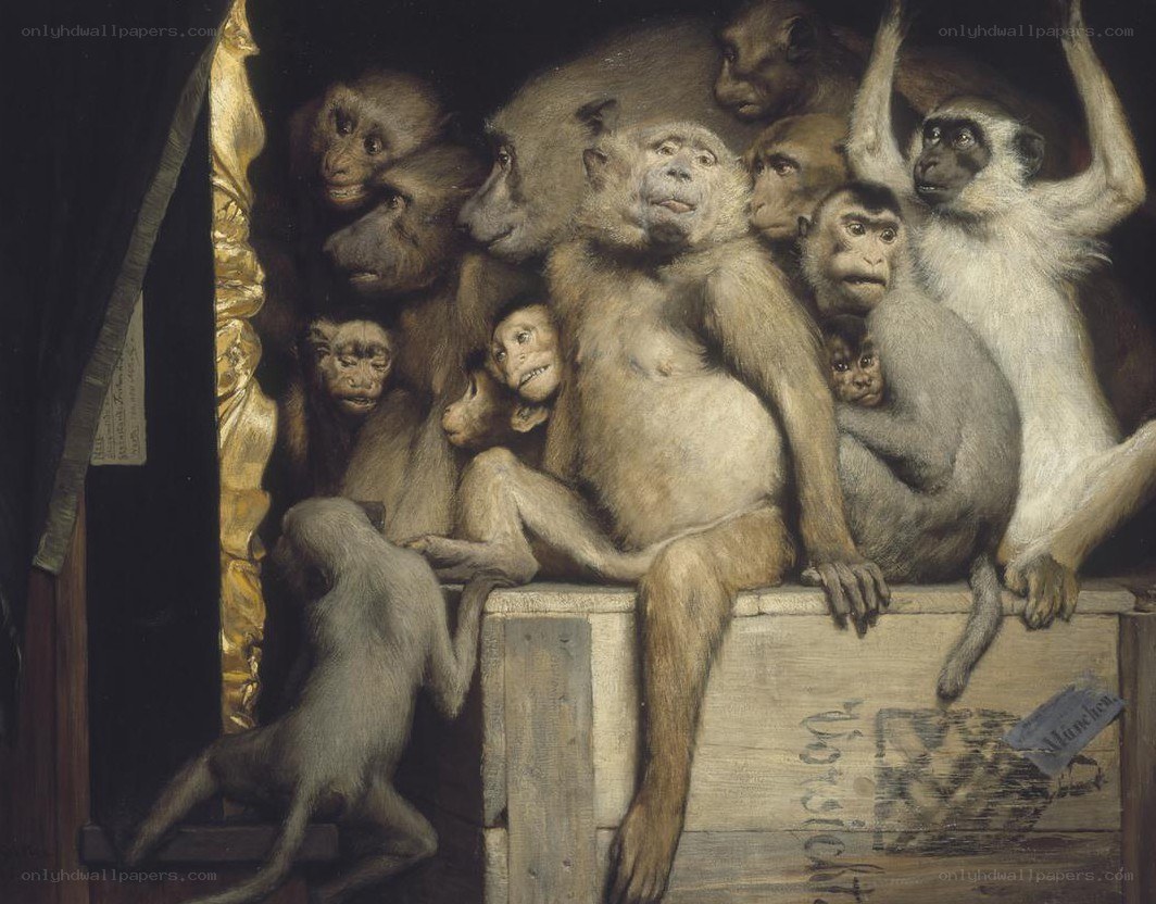 Monkeys in a crate