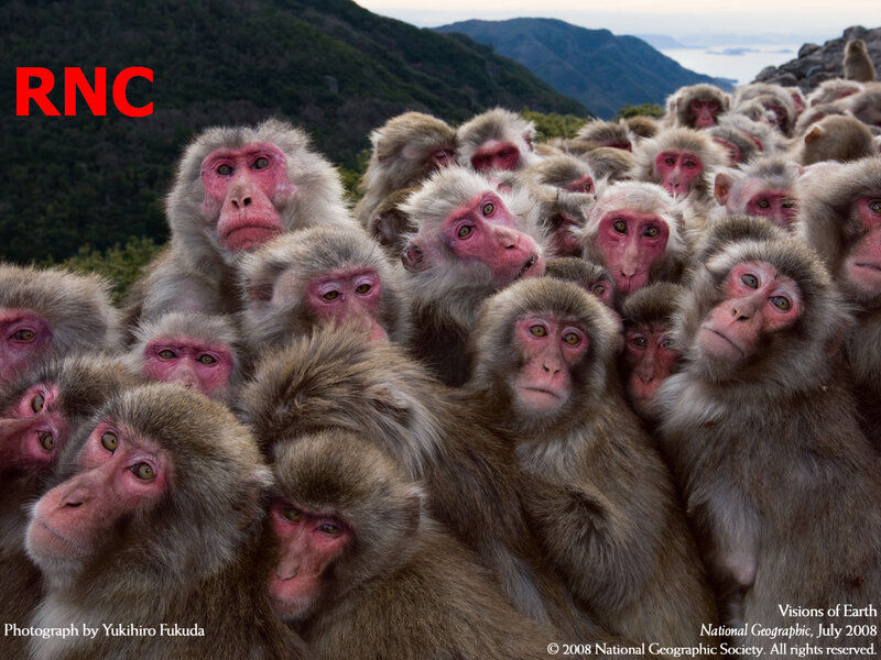 monkeys in a crowd
