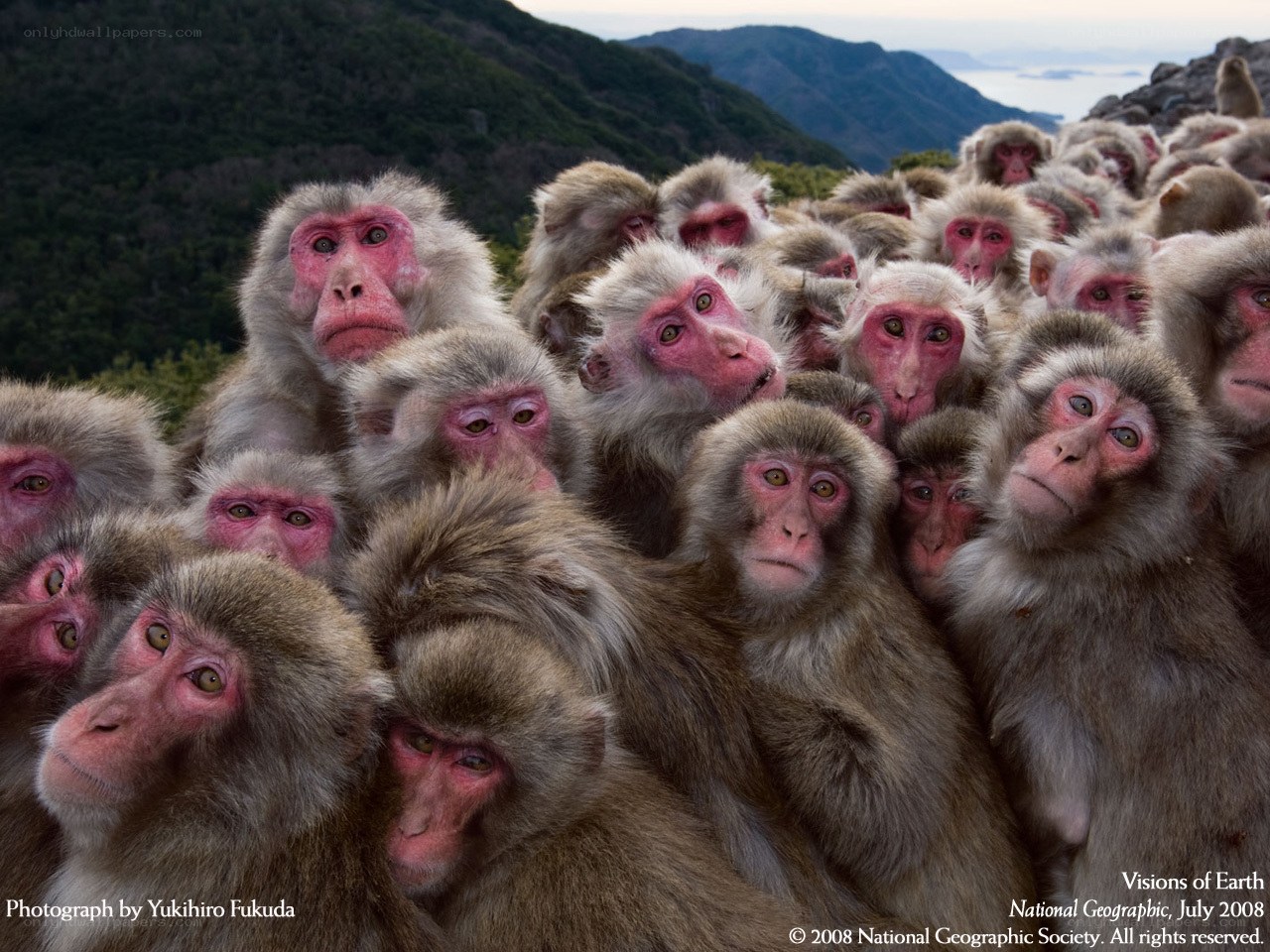 monkeys in a crowd