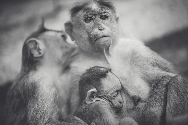 Monkeys in a family group
