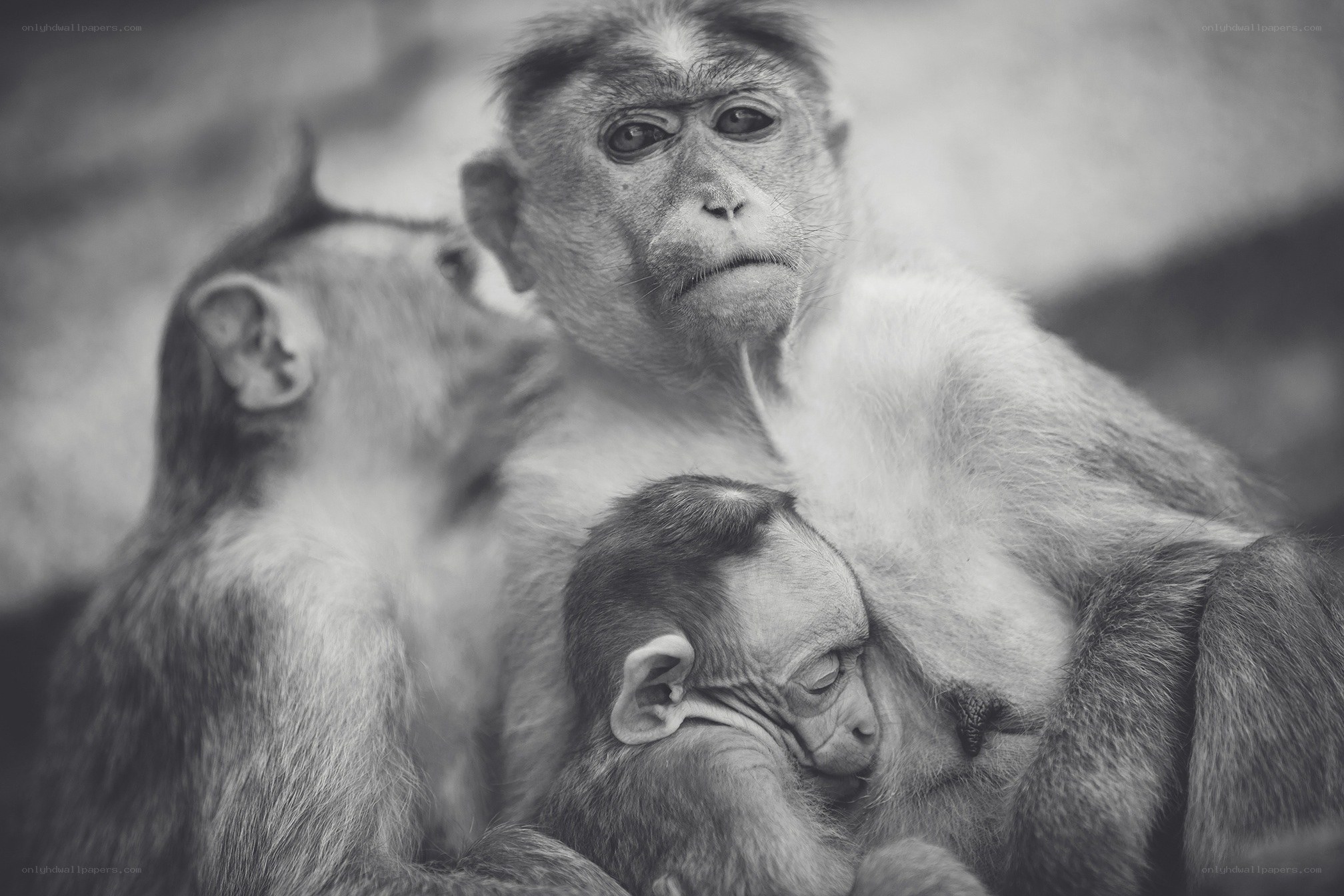 Monkeys in a family group