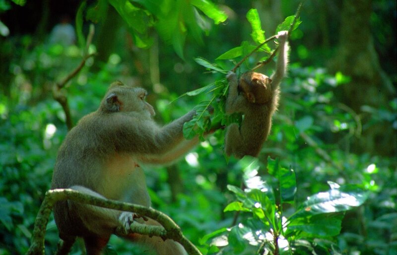 Monkeys in a forest