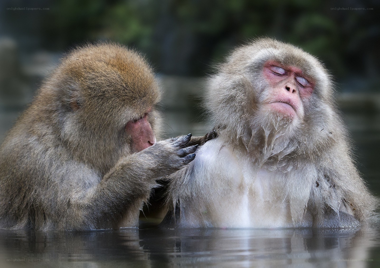 Monkeys in a hot spring