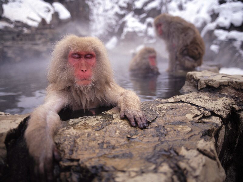 Monkeys in a hot spring