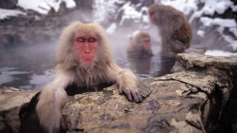 Monkeys in a hot spring