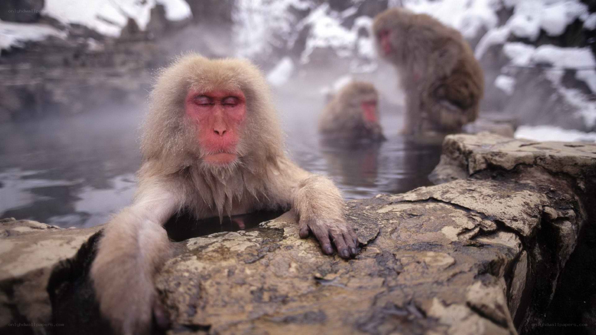 Monkeys in a hot spring