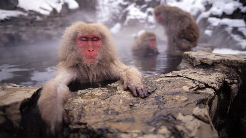 Monkeys in a hot spring