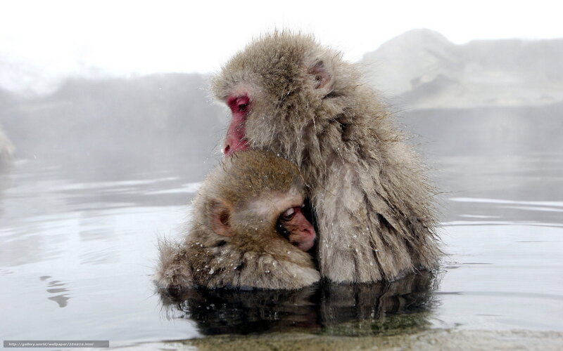 Monkeys in a hot spring