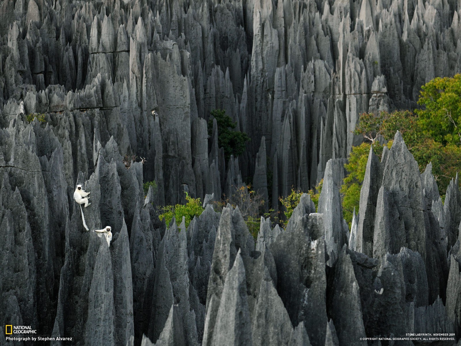 Monkeys in a stone forest