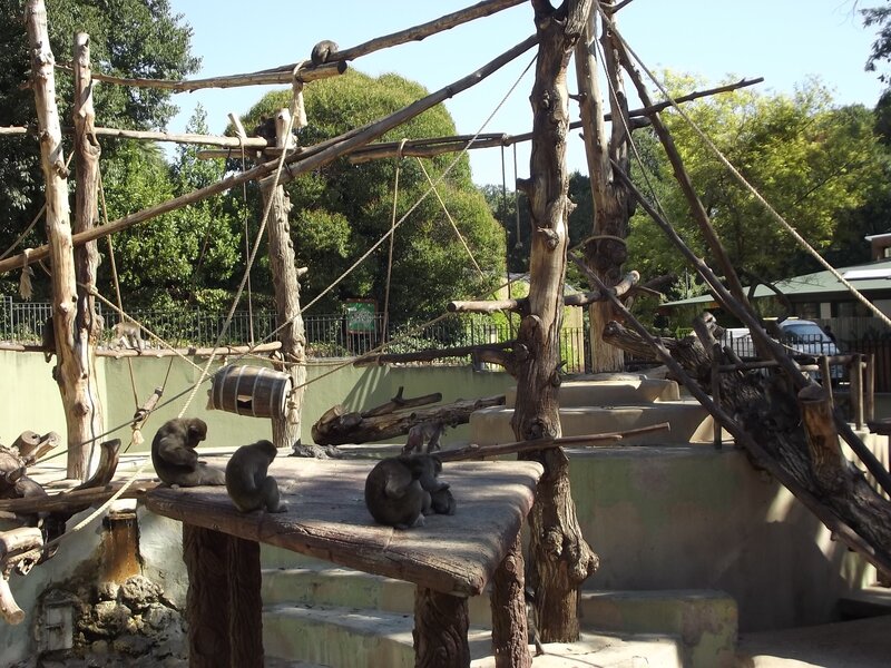 Monkeys in Enclosure