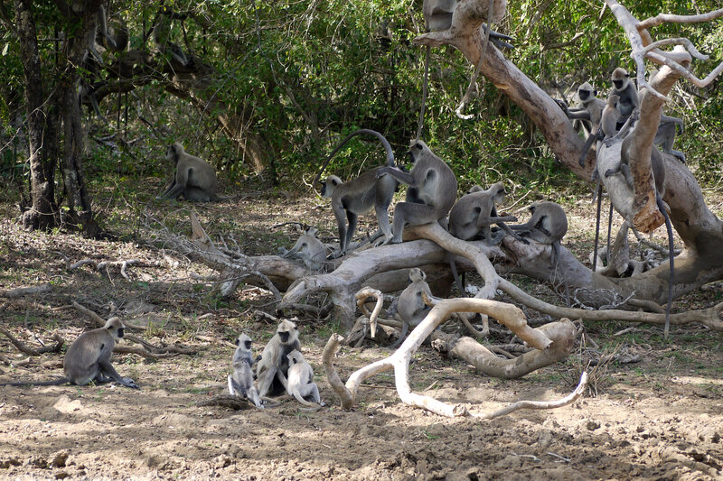 Monkeys in Forest