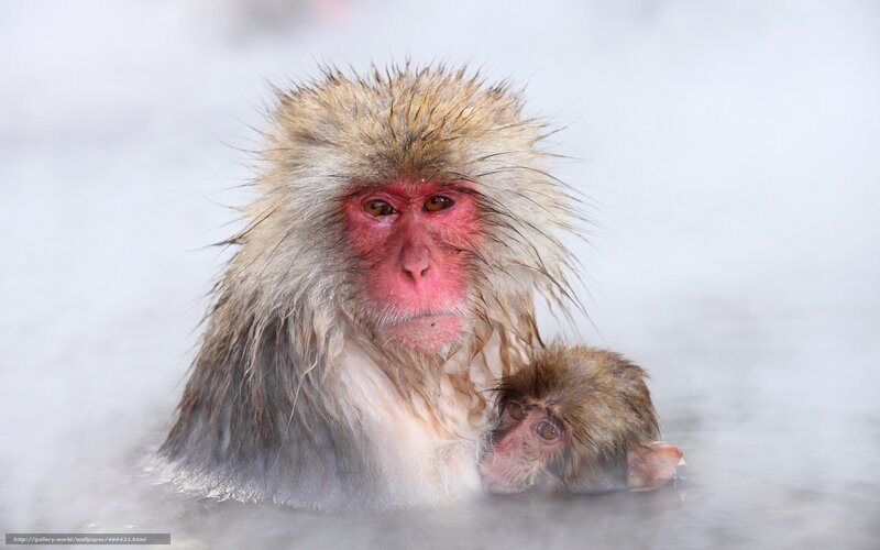 Monkeys in hot spring