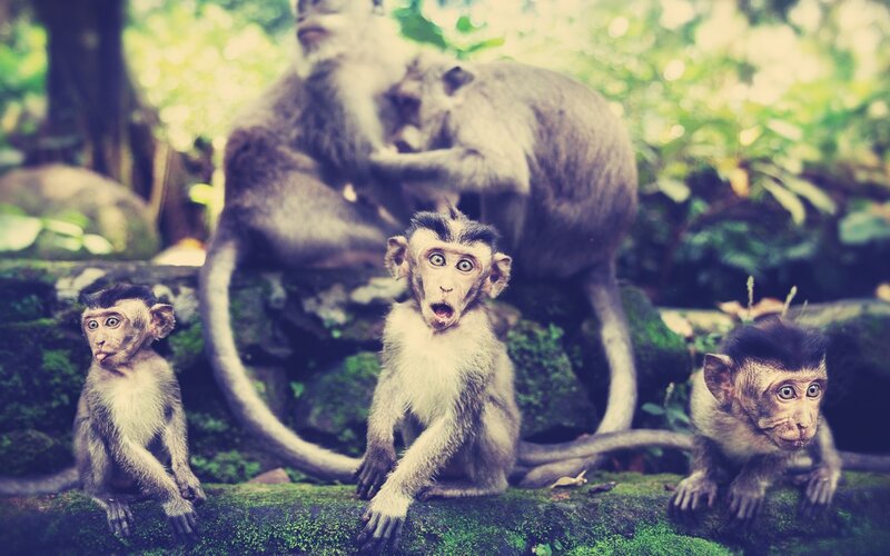 Monkeys in the forest