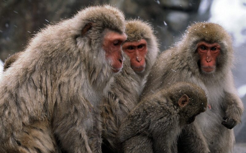 Monkeys in the snow