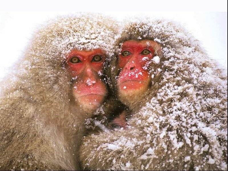 Monkeys in the snow