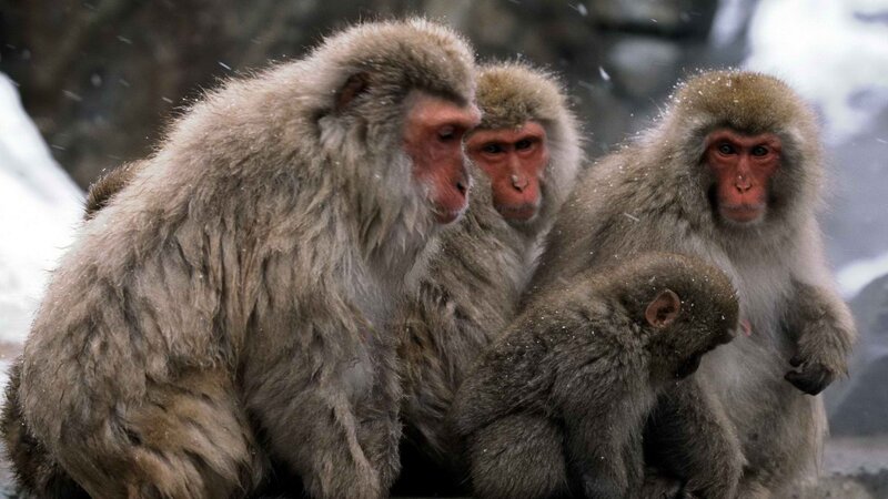 Monkeys in the snow
