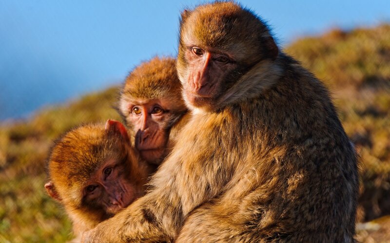 Monkeys in the sun