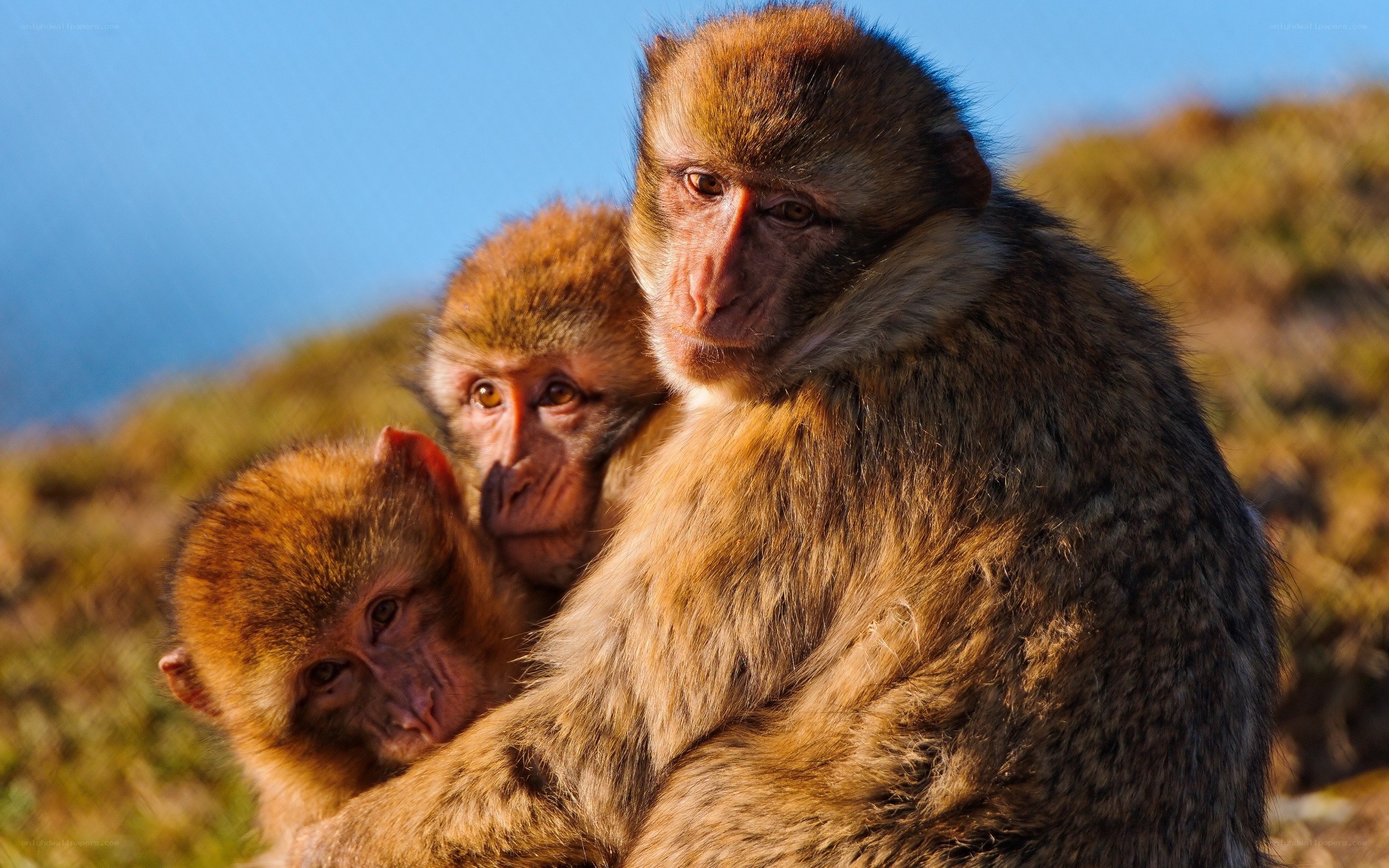 Monkeys in the wild