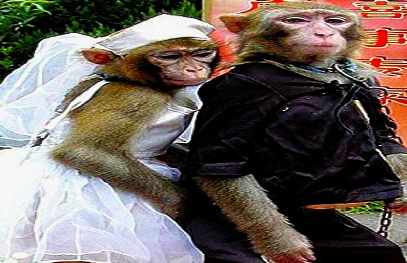 Monkeys in Wedding Attire