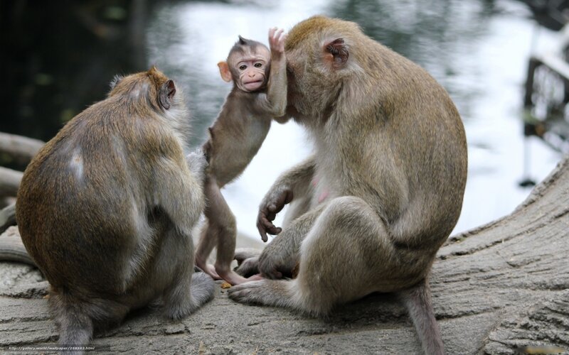 Monkeys interacting on a log