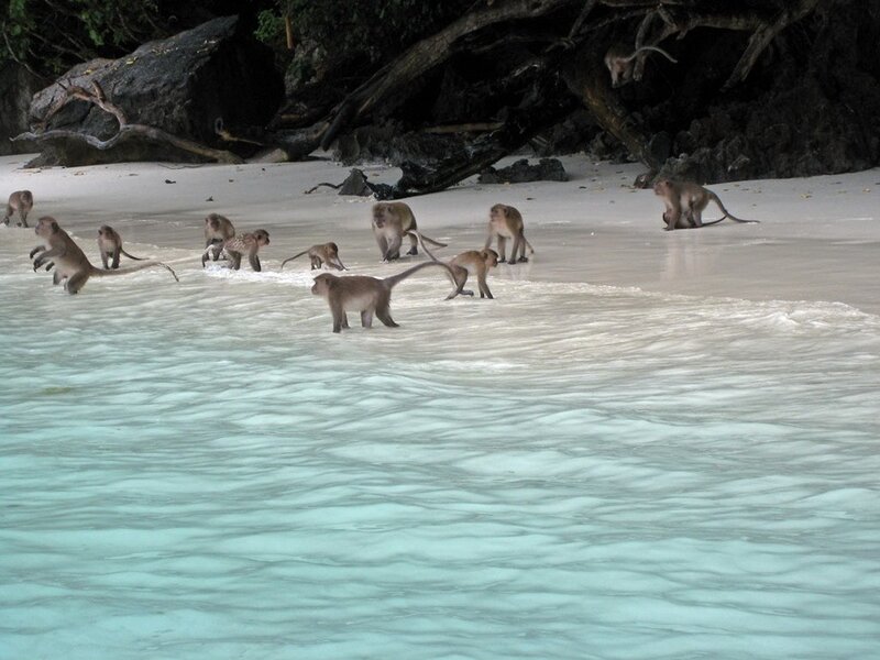 Monkeys on a Beach