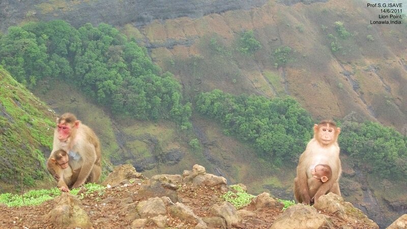 Monkeys on a Cliff