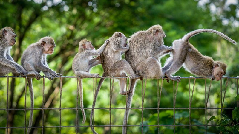 Monkeys on a Fence