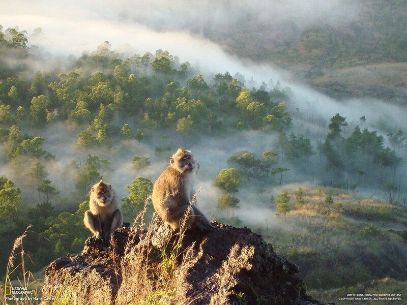 Monkeys on a misty mountain