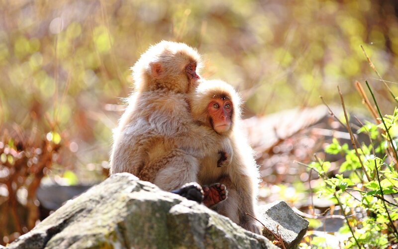 Monkeys on a rock